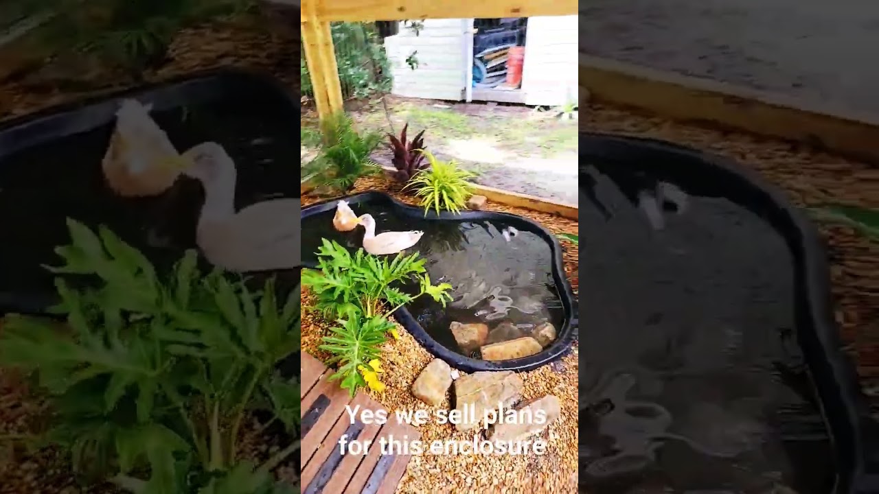 Luxury Duck Coop Tour & DIY Plans 🦆