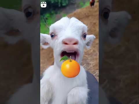 خروف يأكل برتقال|خروف العيد|مضحك|خروف كيوت|راعي الاغنام|sheep 🐏
