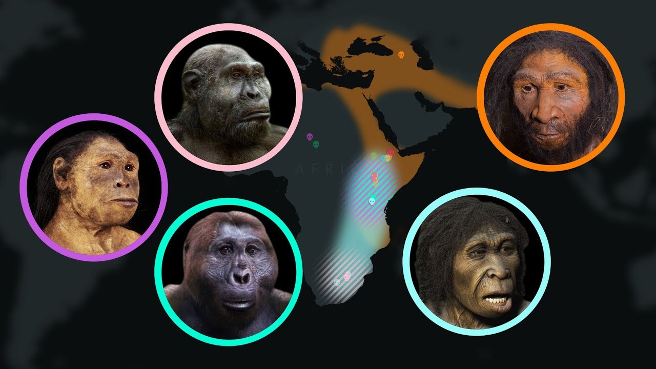 Seven Million Years of Human Evolution Explained 🔍