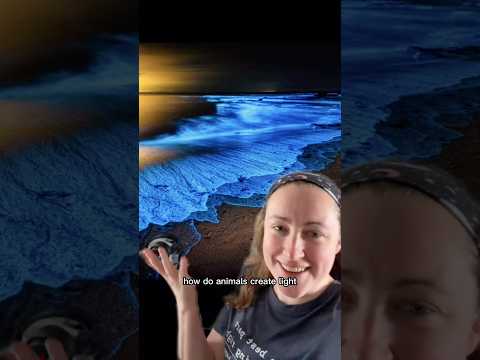 Most bioluminescent creatures are in the ocean, not freshwater #stem #science #animals