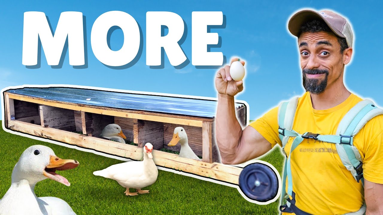 Easy DIY Duck Box for More Eggs 🦆