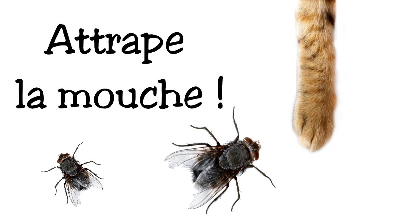 Jeu pour chat : Attrape la mouche 🐞
