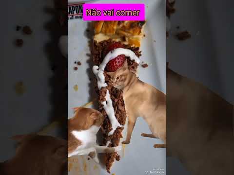 Amizade animal 😅😅#memecut #memes #viral #gatos #fofurafelina