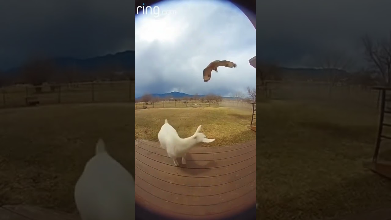 Baby Goat Faces Off Against Giant Hawk 🐐🦅