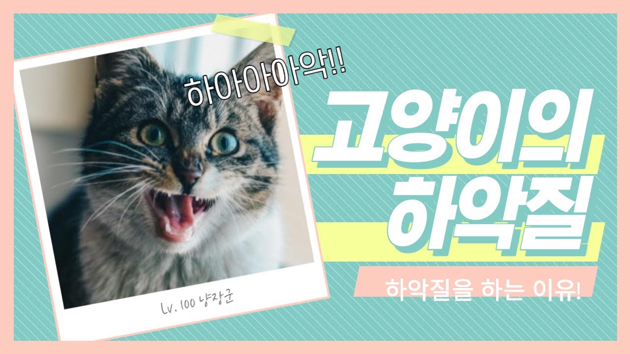 고양이 하악질 이유와 대처법 🐱