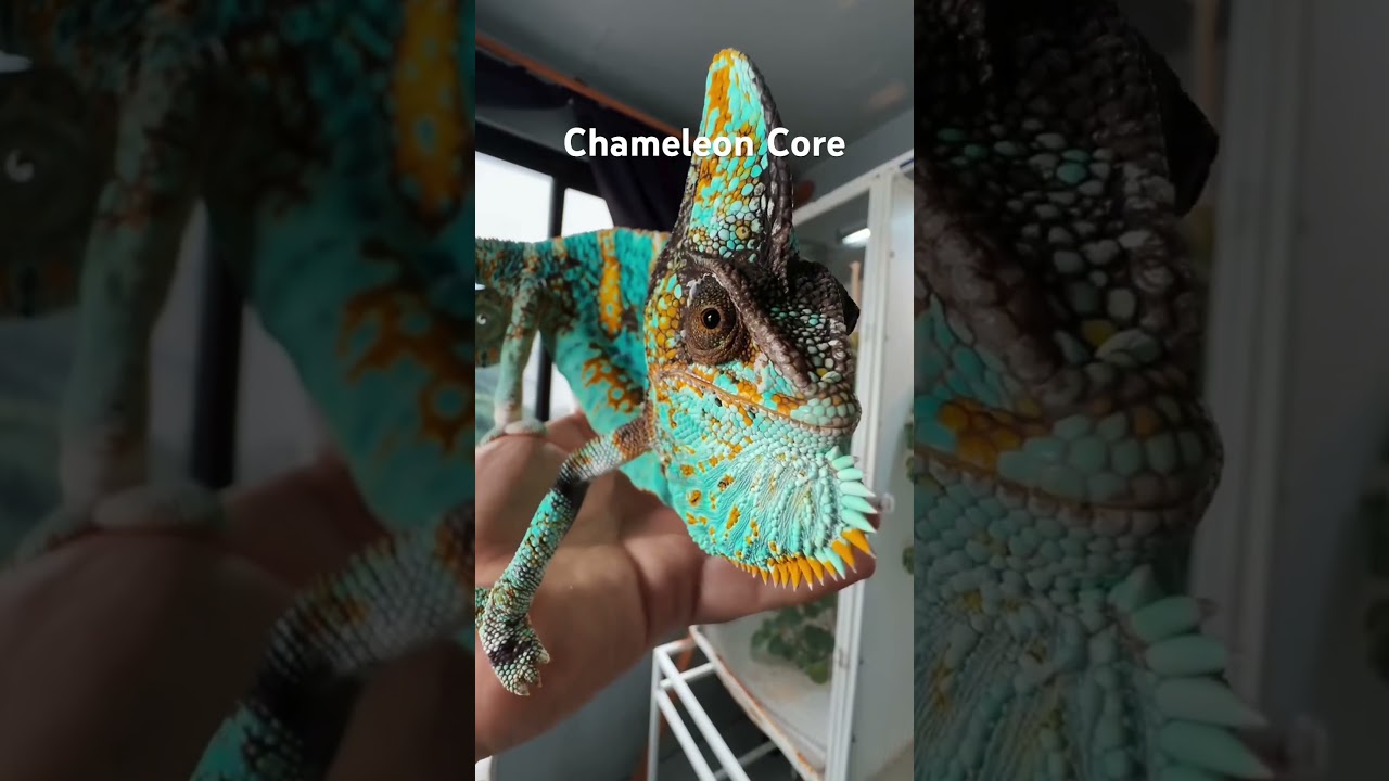 Chameleon Core: Cute Animal Shorts 🦎