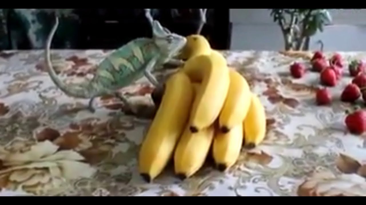 Chameleon Changing Colors in 2020 | God's Art