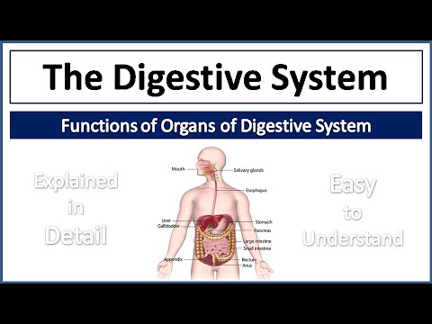 Digestive System & Its Organs Explained 🩺