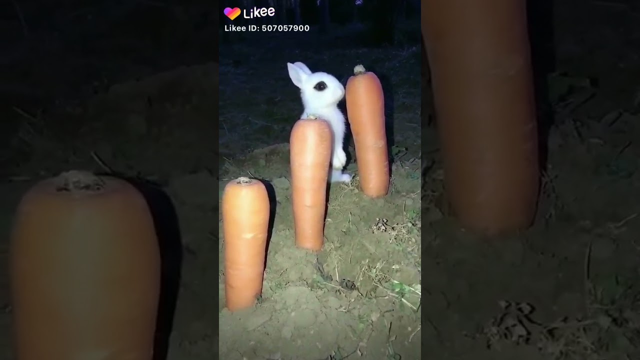 أرنب صغير يأكل جزرًا بسهولة 🥕