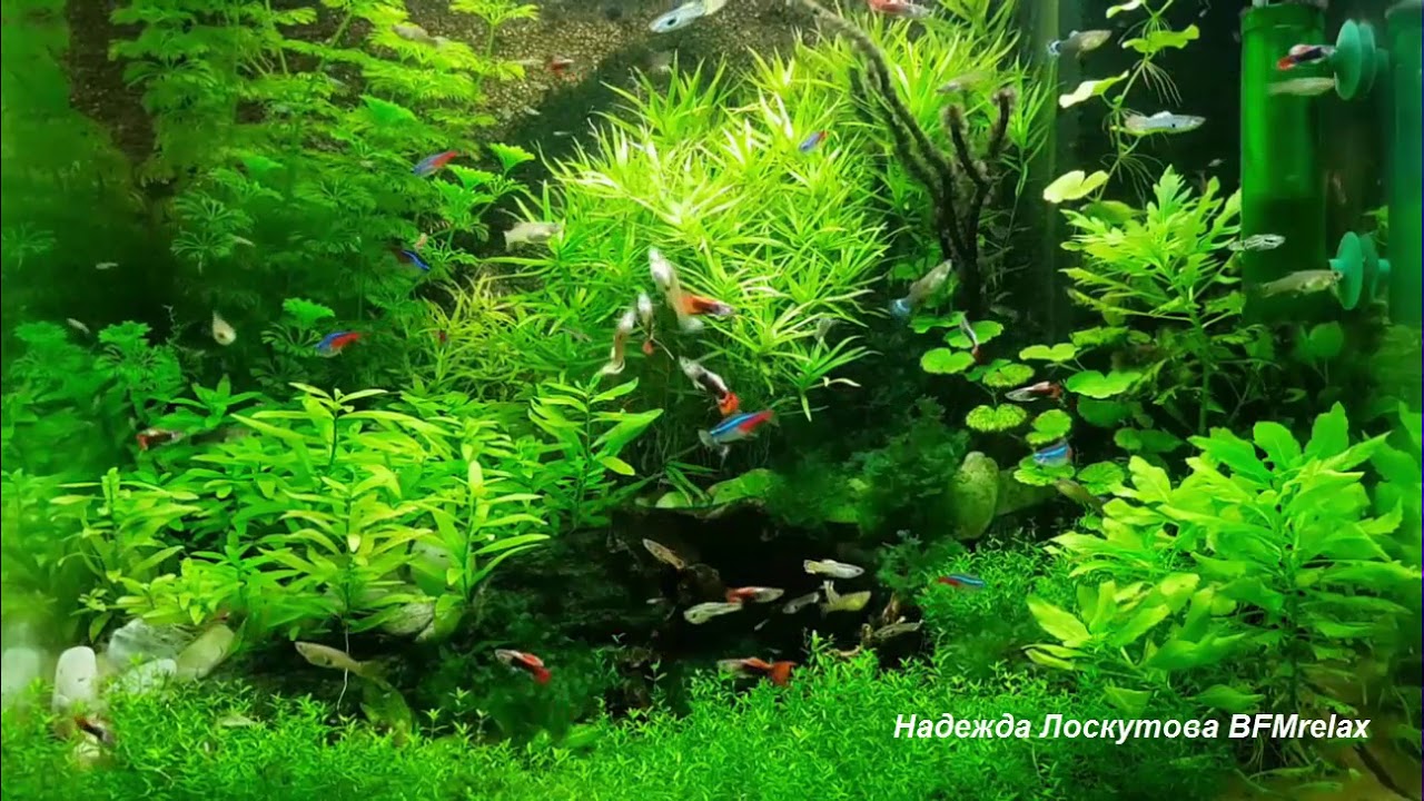 Глубокий Сон и Релакс: Музыка для спокойствия и восстановления 💤