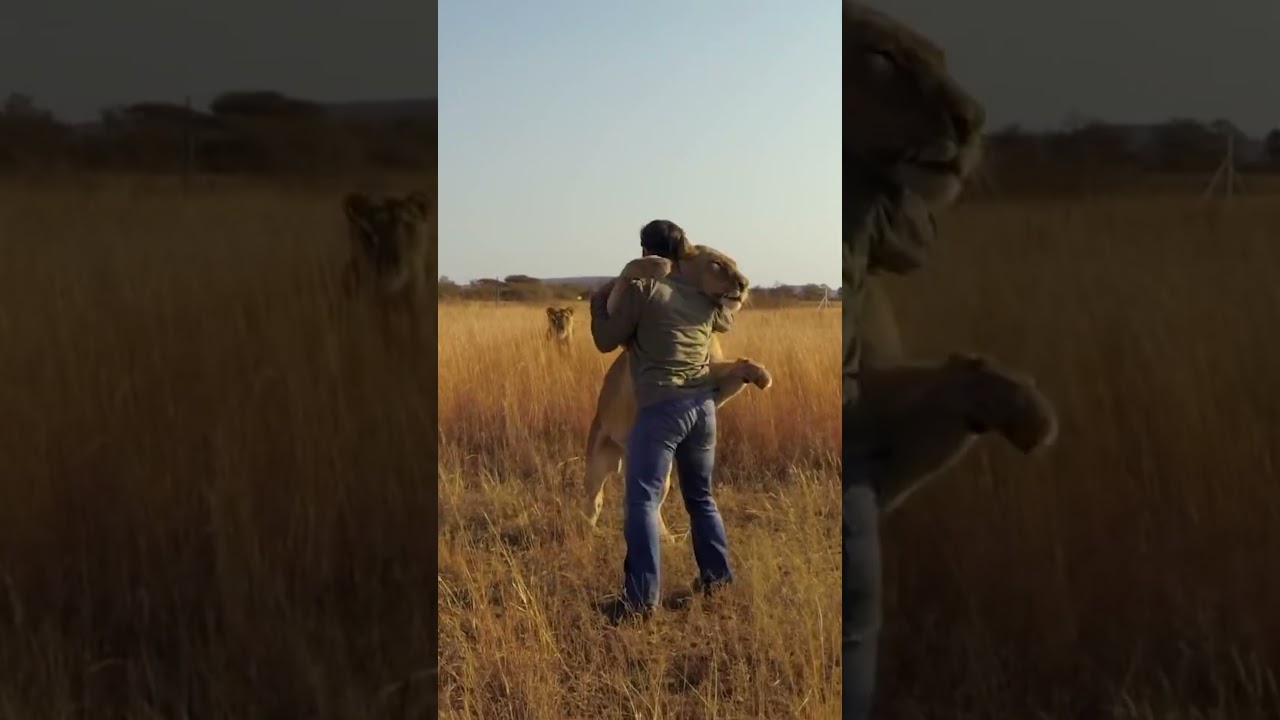 Lion Jumps on Man & Hugs Him 🦁