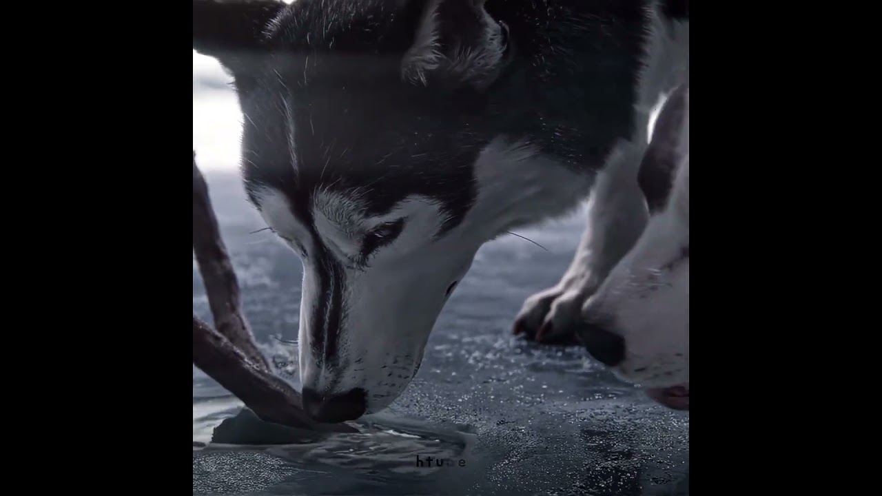 Buck’s Heartwarming Journey in The Call Of The Wild 🐾