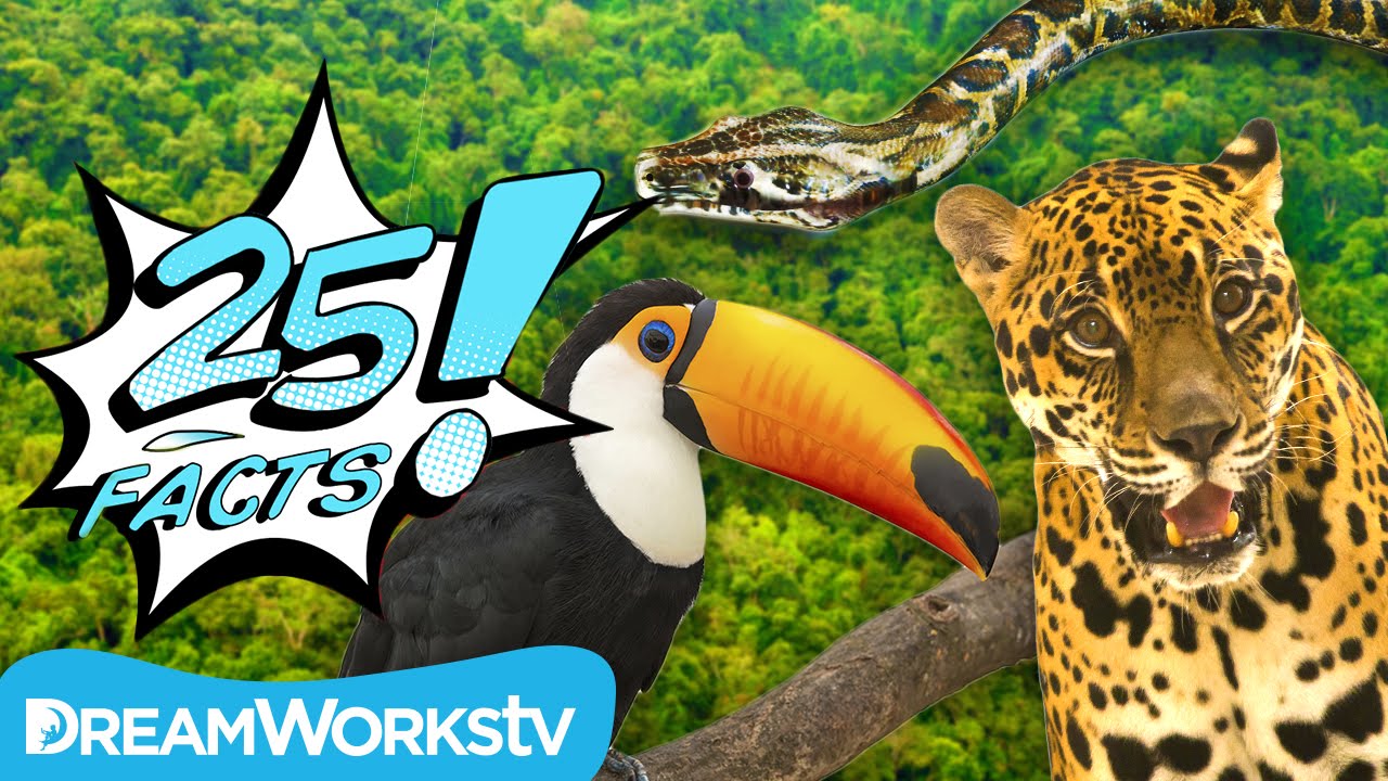 25 Fascinating Facts About the Amazon Rainforest 🌳