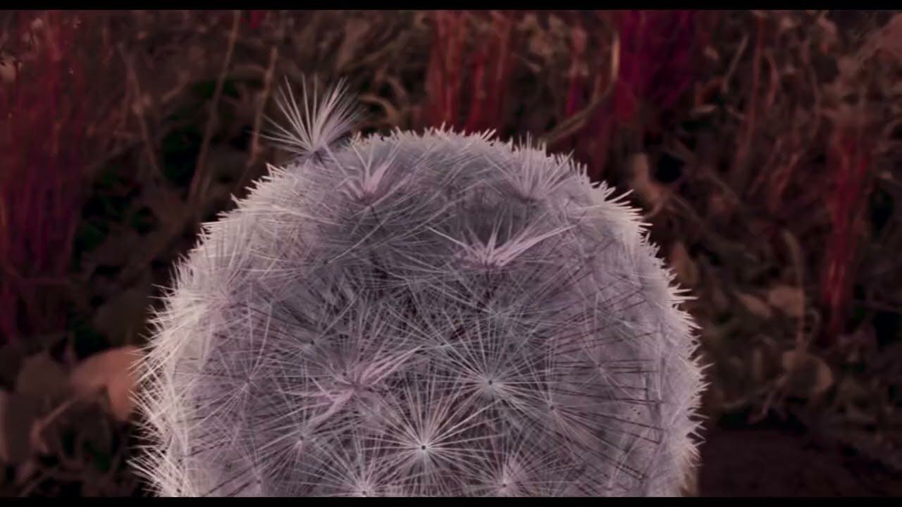 DANDELION'S ODYSSEY by Momoko Seto | Clip | ZFF 2025 | SOUNDS