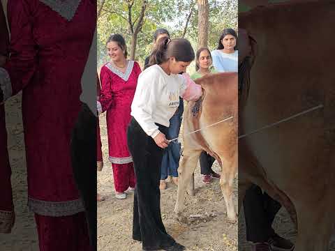 Artificial insemination training 7618200015 #ai #cow #farming