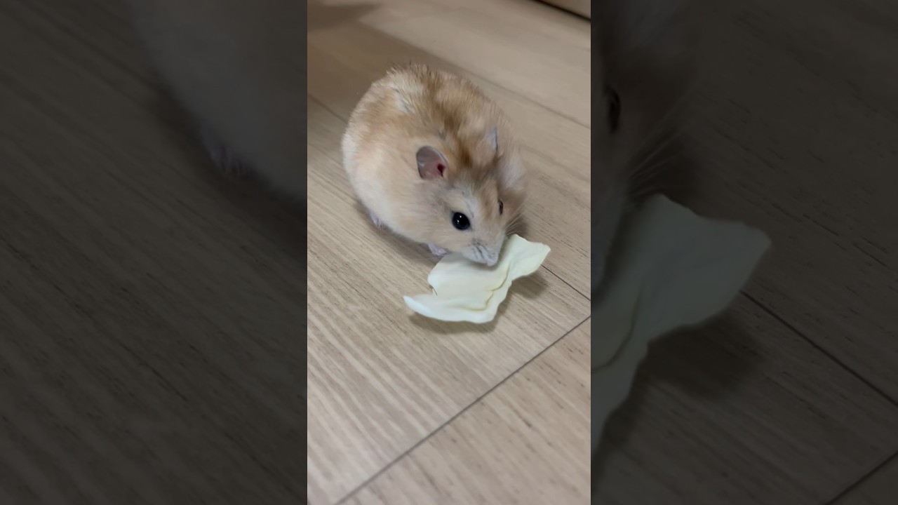 탱크 양배추 먹방! 🥬 귀여움 폭발