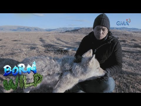 Born to be Wild: A local resident in Mongolia takes care of two gray wolves