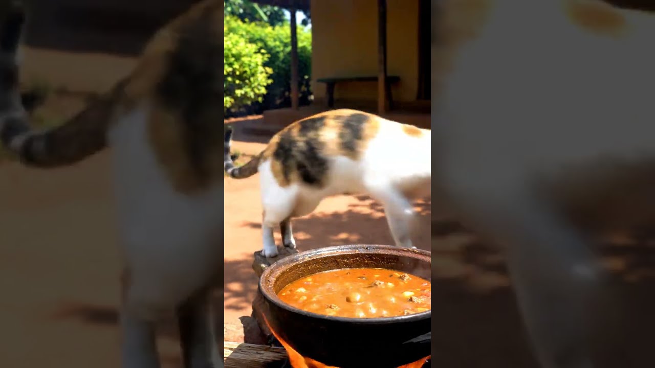 Chat aide à préparer le dîner 😂