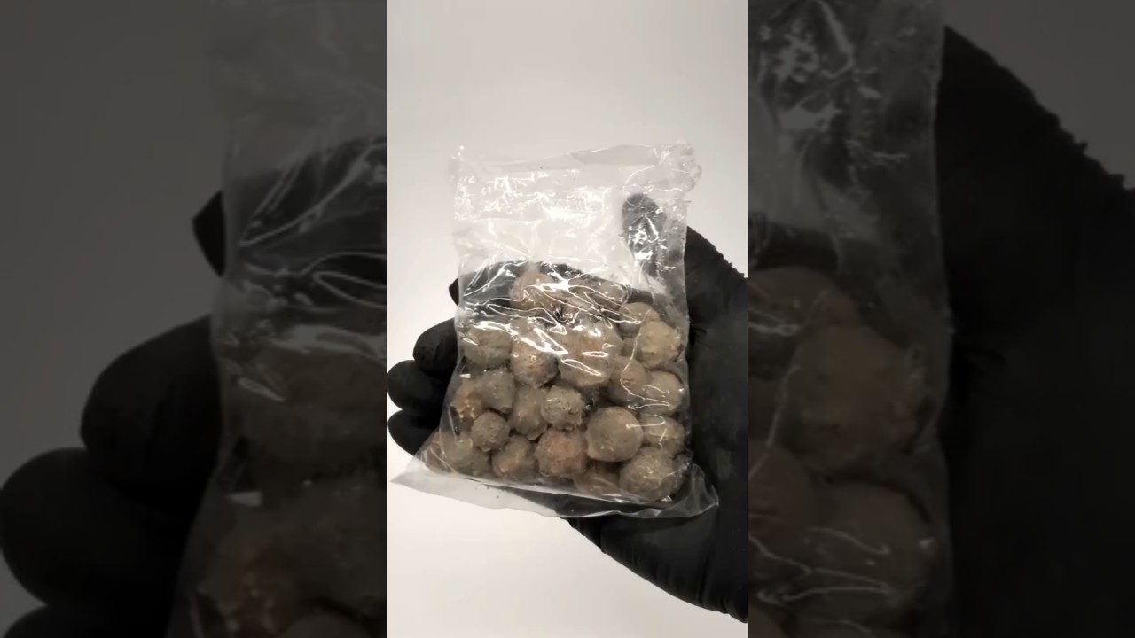 What's Inside Oak Galls? 🌳