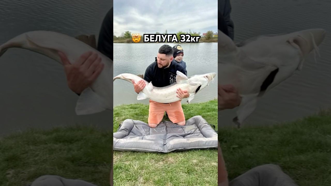 🤯клюнула рыба на 32кг #рыбалка #рыба #белуга #карп #fishing #flatfeeder #сазан #белыйамур #карась