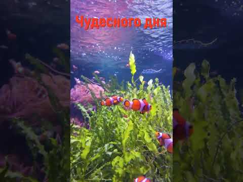 ЛУЧШАЯ РЕЛАКС МУЗЫКА #shorts #music #beautifulmelody