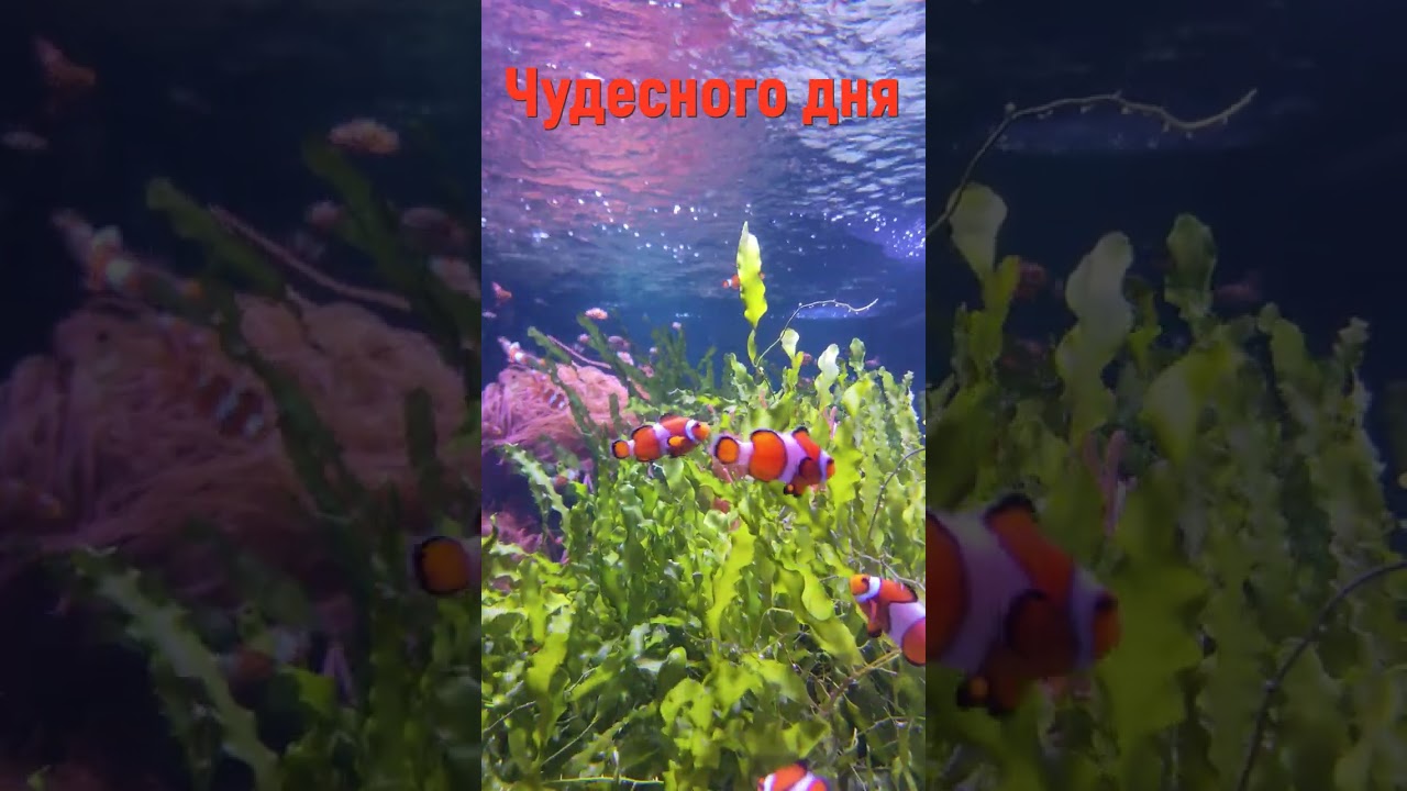 Самая расслабляющая музыка для отдыха и медитации 🎶