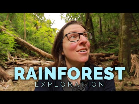 Photographing in Woods | Australian Landscape Photography