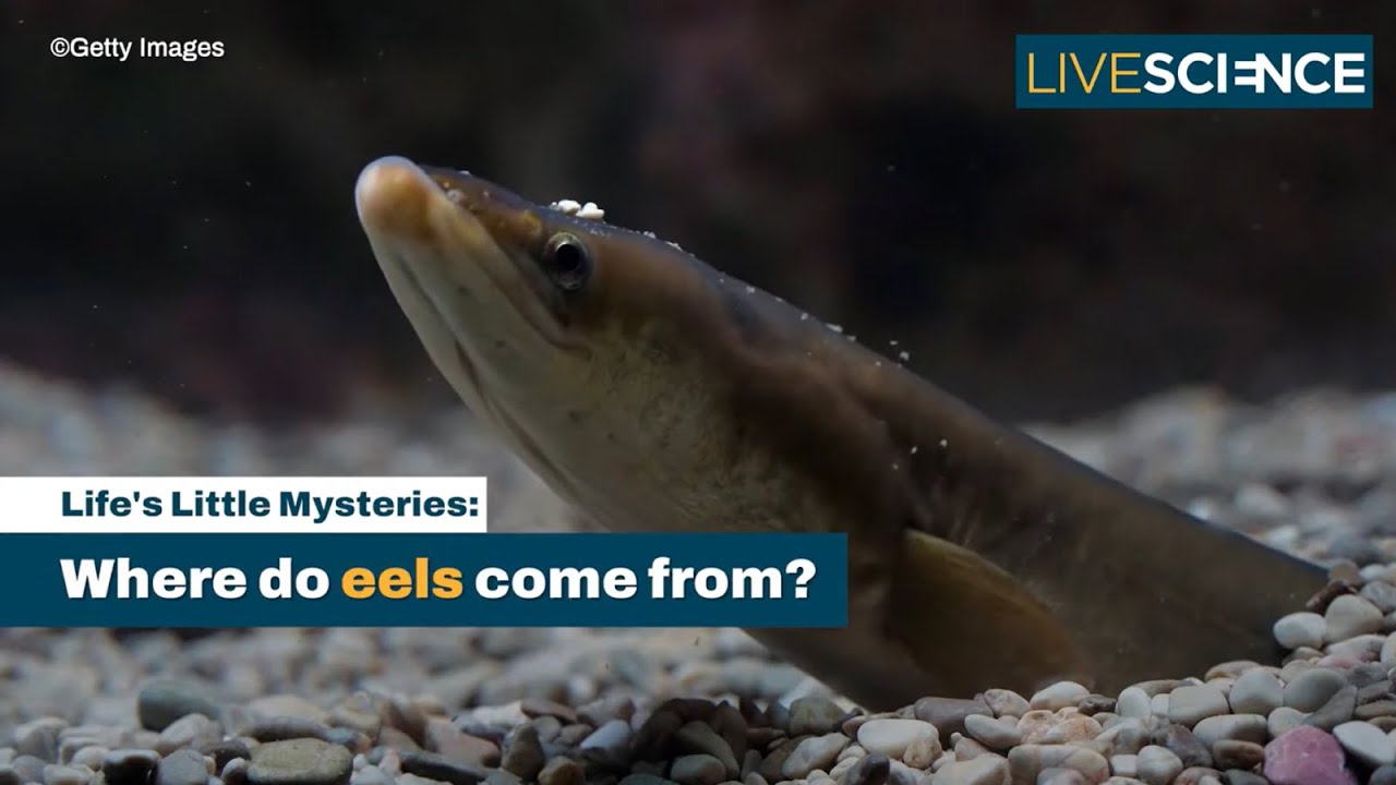 Eels' Mysterious Long Migration 🌊