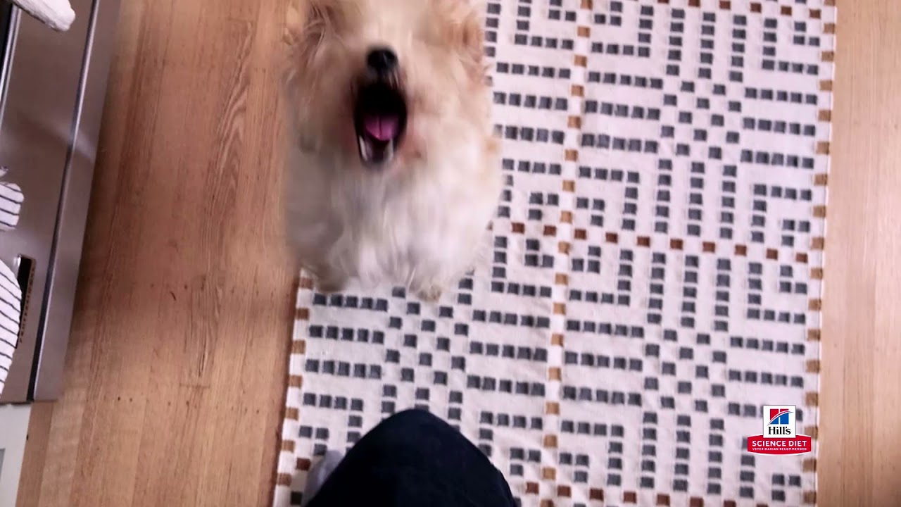 Hill’s Science Diet: Nutritious, Delicious, Backed by Science 🐶