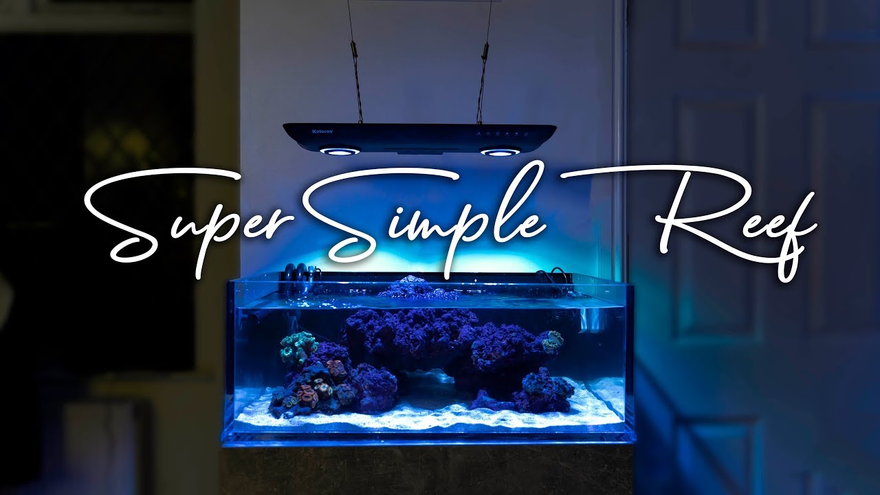 Easy Step-by-Step Guide to Setting Up Your First Saltwater Reef Aquarium 🐠