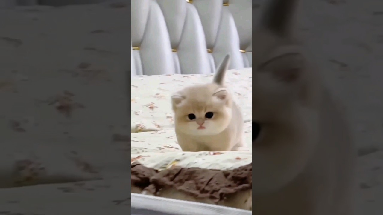 Adorable Baby Kitten Meowing ❤️ | Must-See Cute Animal Moments #shorts