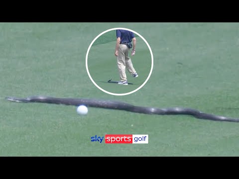 SNAKE disrupts play at PGA Championship! 😲🐍