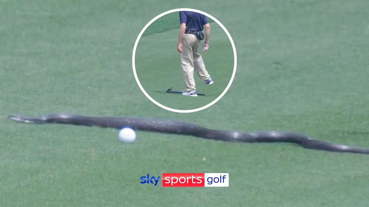 Snake Causes Unexpected Disruption at PGA Championship! 🐍