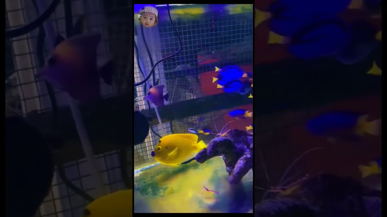 Jenis Ikan Hias Air Laut 🐠