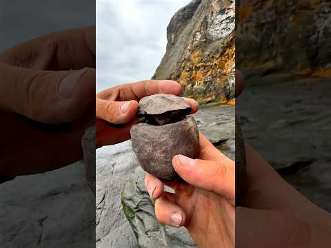 We found this hidden under a huge boulder! This must have been buried by the boulder many tides ago