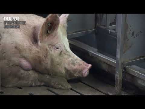 The Bureau of Investigative Journalism - videos