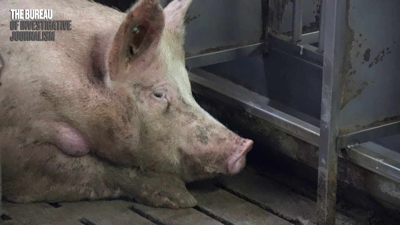 In-Depth Investigative Videos by The Bureau of Investigative Journalism 🎥