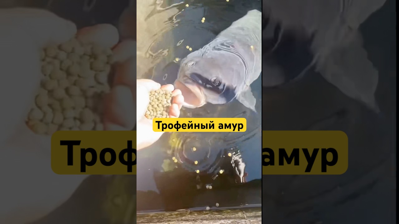 Трофейный амур🤯 #белыйамур #рыбалка #рыба #карп #сазан #flatfeeder #fishing #карась