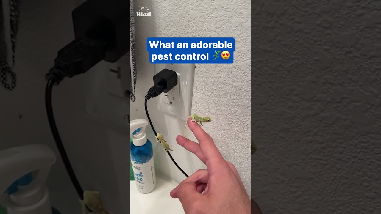 Baby Chameleons vs. Fruit Flies! 🦎