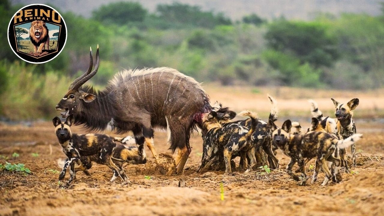 África: Supervivencia de los Pequeños Guerreros en la Sabana #animalessalvajes | Reino Animal