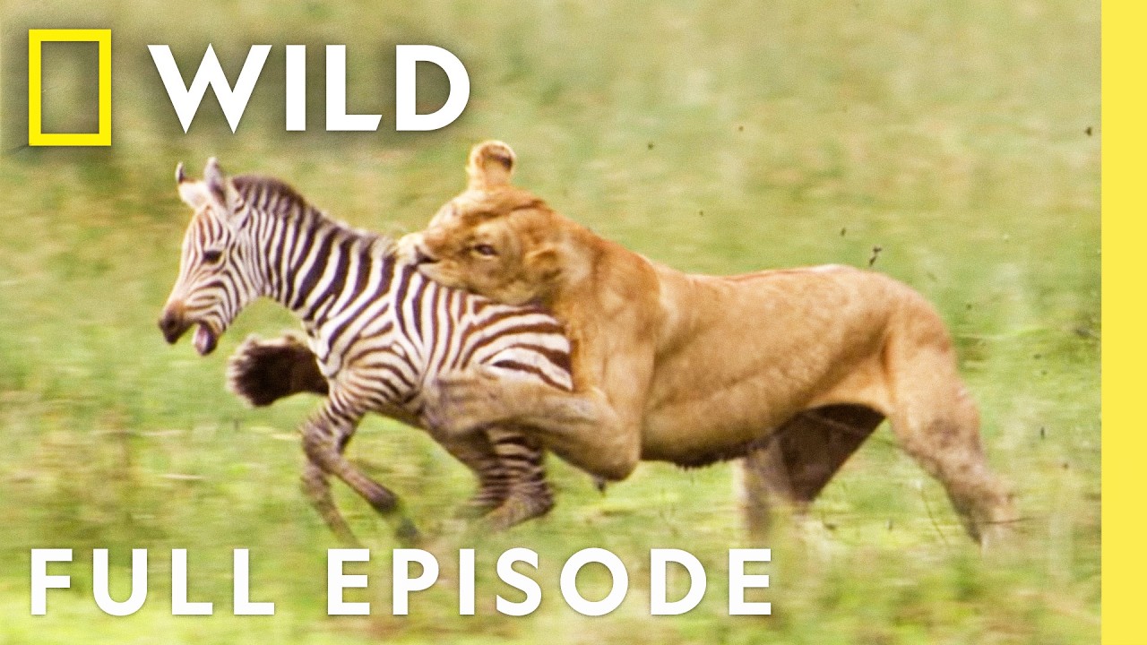 Clash of the Titans (Full Episode) | Animal Fight Night | Nat Geo Wild