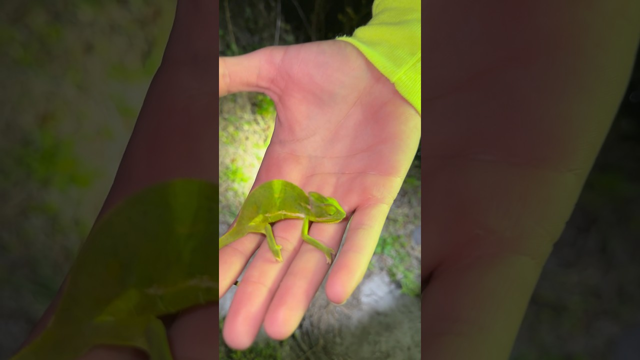 Spotting Baby Chameleons in South Florida 🦎