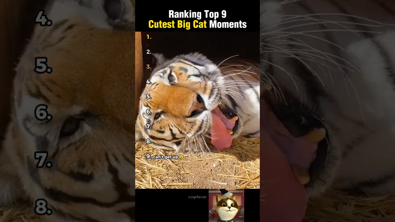 Ranking the Top 9 Cutest Moments of Large Cats