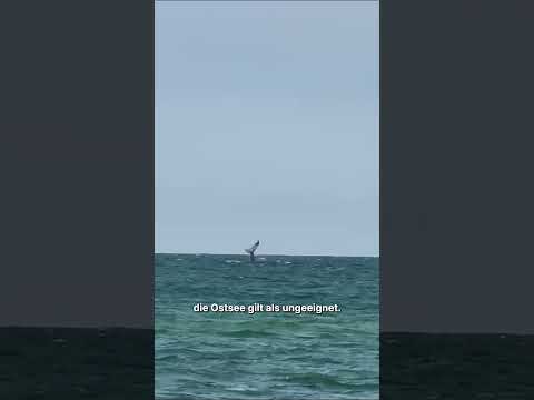 Buckelwal in der Ostsee vor Rügen !!!