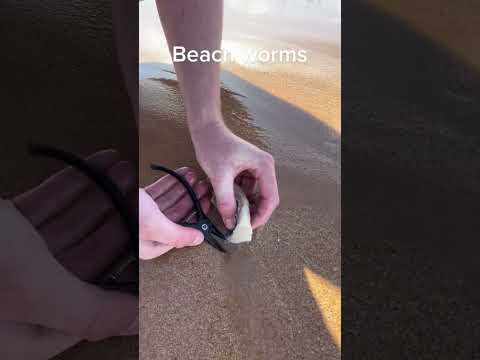 How to catch Australian BEACH WORMS 😳😱 #australia #scary #worms