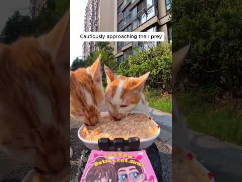 Feeding Stray Cats with a Hidden Camera #cats #cuteanimals #straycats #feeding #hiddencamera #funny