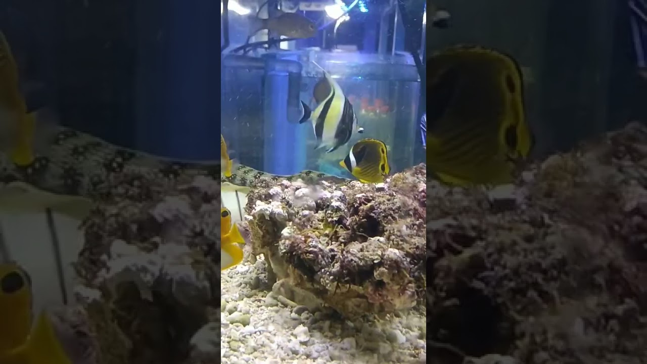 Keindahan Ikan Hias Laut di Aquarium 🌊
