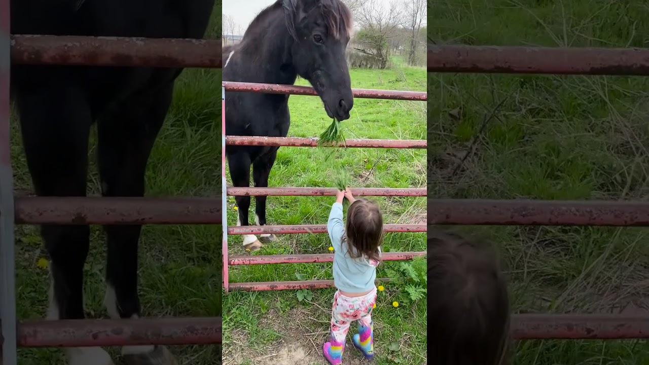 Adorable Girl Feeding Horse