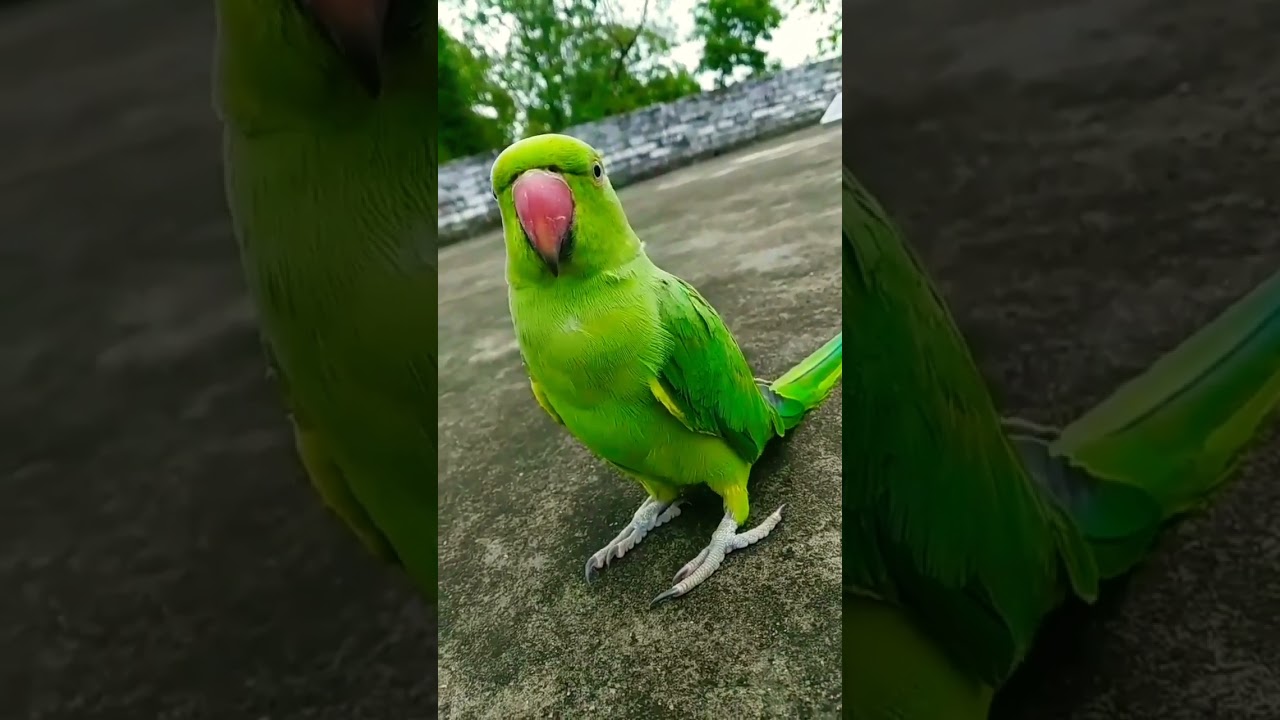 Mithu the Talking Parrot Says Mummy ❤️