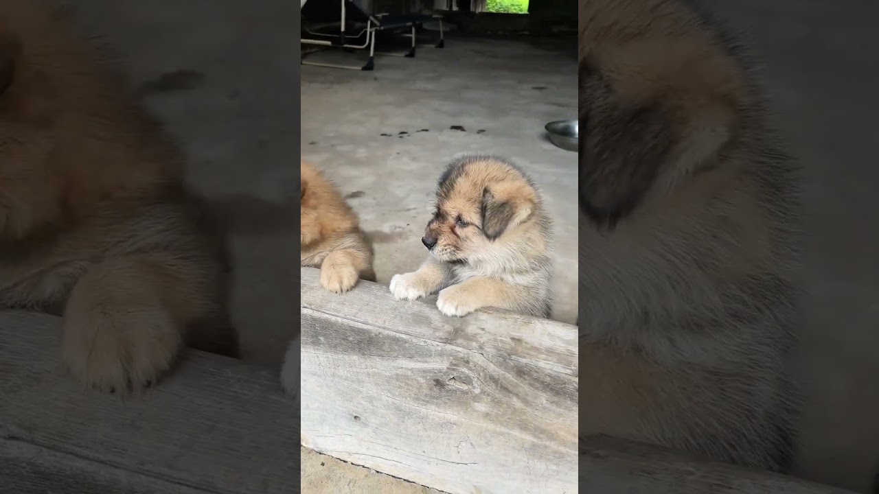 Adorable Teacup Puppies That Will Melt Your Heart 🥰